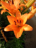 [4063 Dunes No102.JPG]